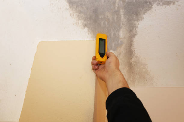 Best Industrial Mold Remediation  in Northfield, OH