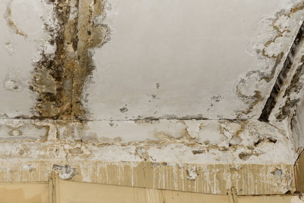 Best Post-Construction Mold Inspection  in Northfield, OH