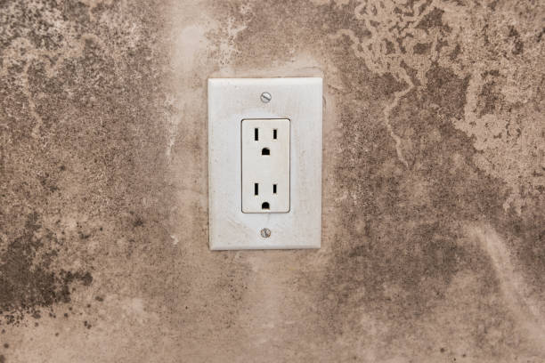 Best Black Mold Removal  in Northfield, OH