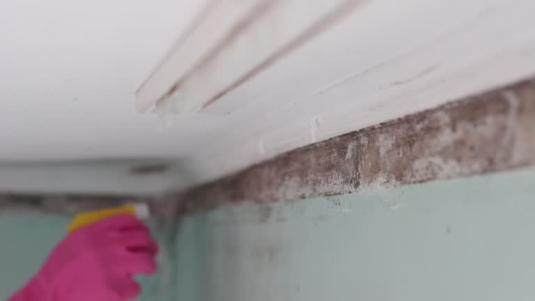 Best Water Damage & Mold Remediation  in Northfield, OH